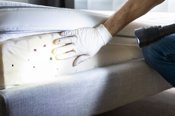 Best Flea Control Services  in San Ramon, CA
