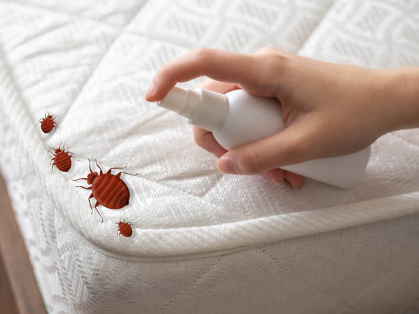 Flea Control Services in San Ramon, CA