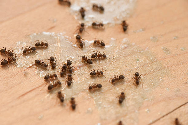 Best Best Pest Control Companies  in San Ramon, CA