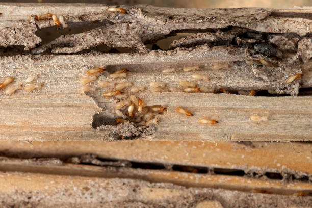 Best Best Pest Control Companies  in San Ramon, CA