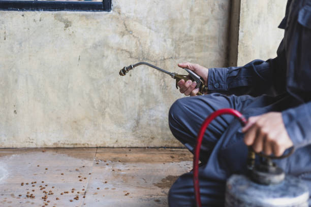 Best Wasp Removal Services  in San Ramon, CA